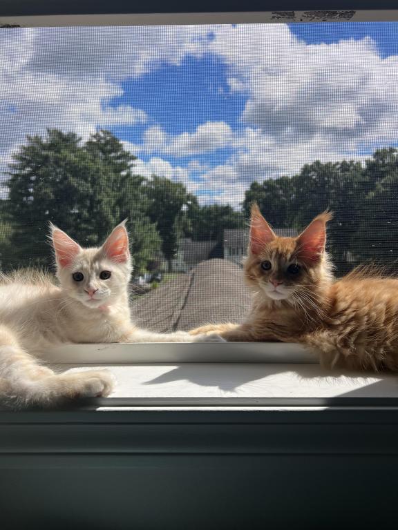 Creamsicle Litter photo 7