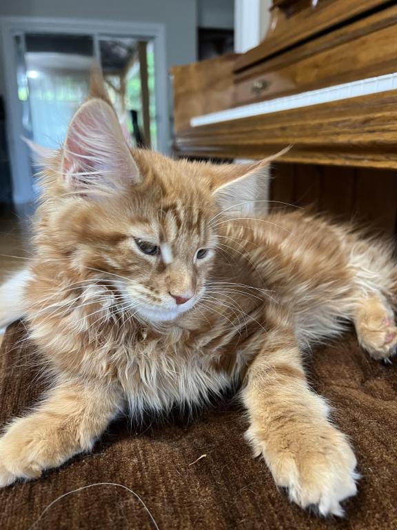 Creamsicle Litter photo 10
