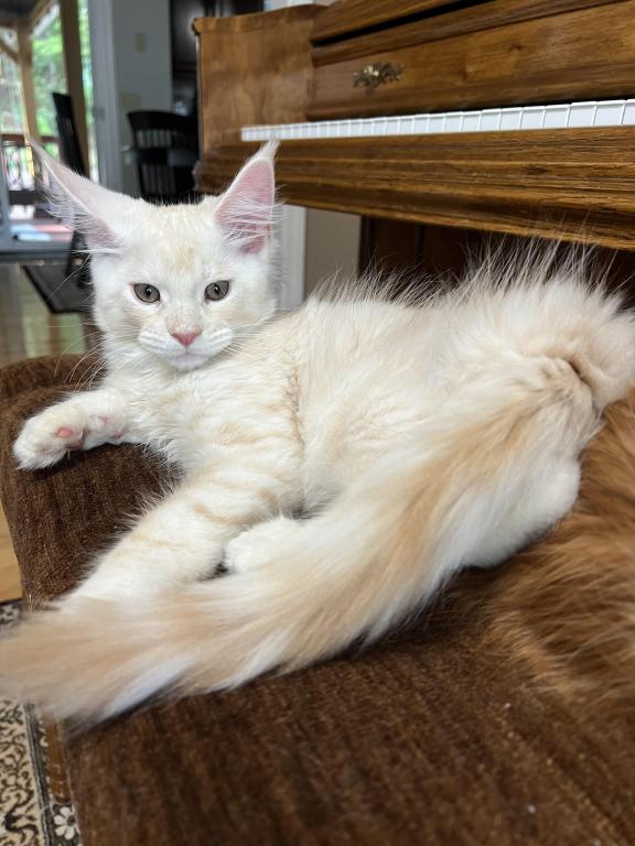 Creamsicle Litter photo 11
