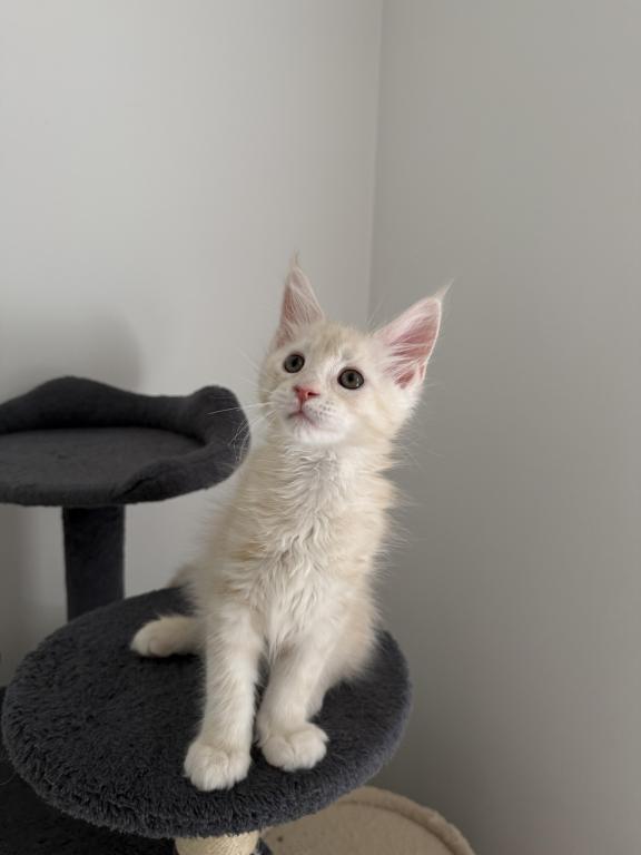 Creamsicle Litter photo 11