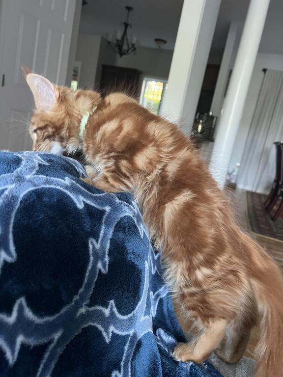 Creamsicle Litter photo 2