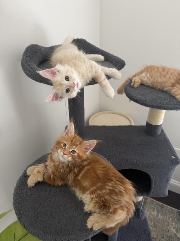 Creamsicle Litter photo 10