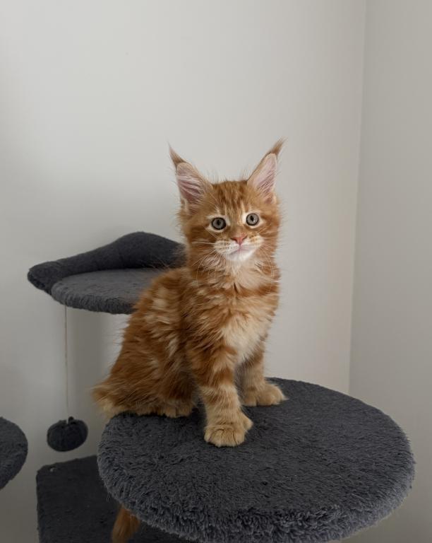 Creamsicle Litter photo 4