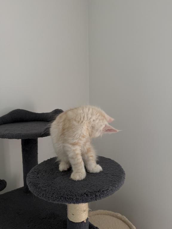 Creamsicle Litter photo 2