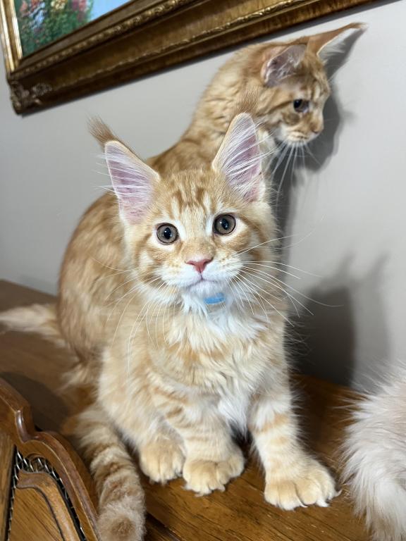 Creamsicle Litter photo 12