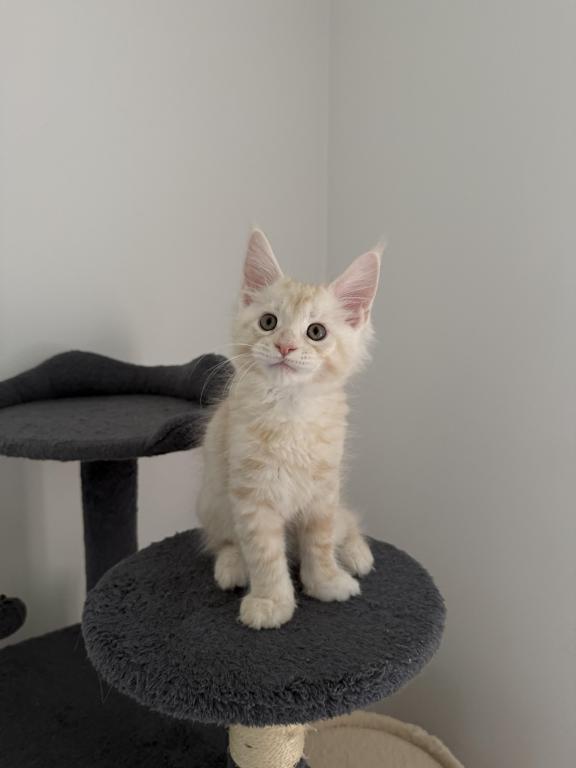 Creamsicle Litter photo 3
