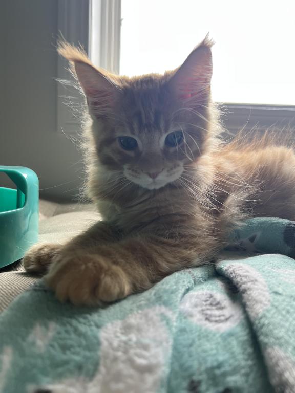 Creamsicle Litter photo 9
