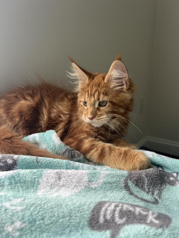 Creamsicle Litter photo 5