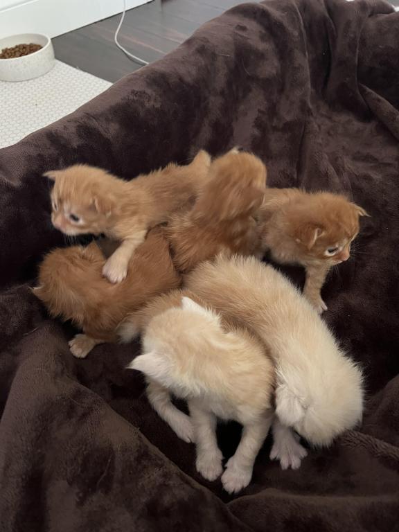 Polydactyl Kittens photo 1