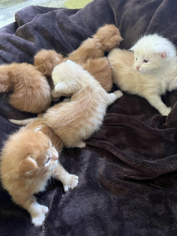 Polydactyl Kittens photo 3