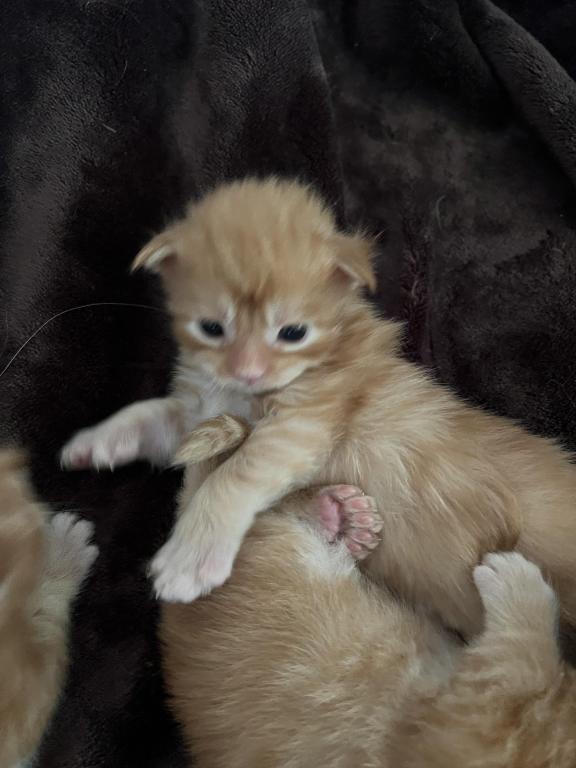 Polydactyl Kittens photo 8