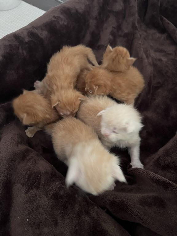 Polydactyl Kittens photo 2