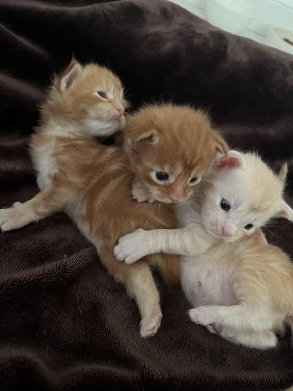 Polydactyl Kittens photo 9