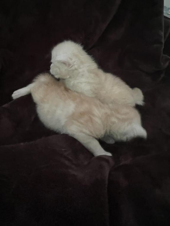 Polydactyl Kittens photo 5