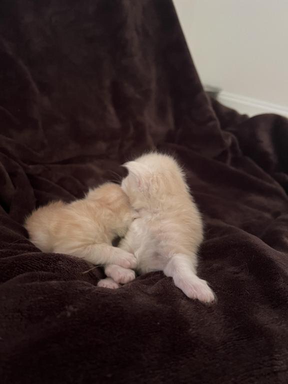 Polydactyl Kittens photo 6