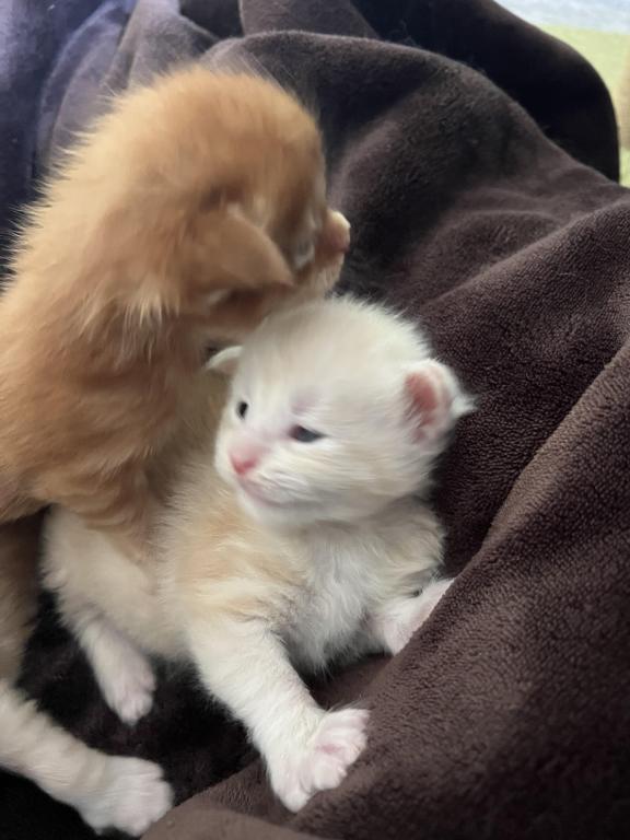 Polydactyl Kittens photo 7