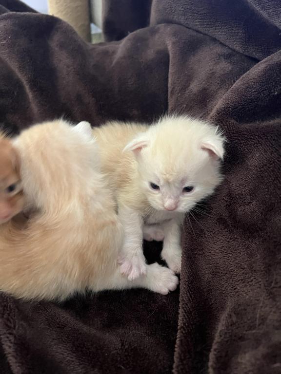 Polydactyl Kittens photo 4