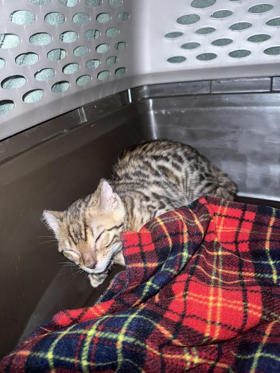 Bengal Kitten photo 3