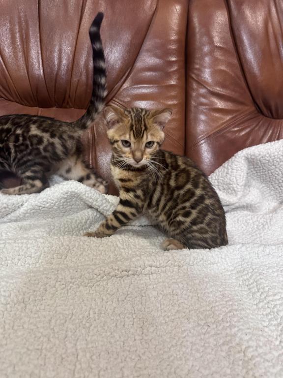 Bengal Kitten