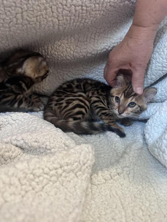 Bengal Kitten photo 5