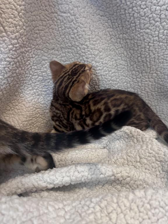 Bengal Kitten photo 6