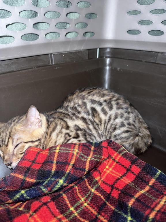 Bengal Kitten photo 2
