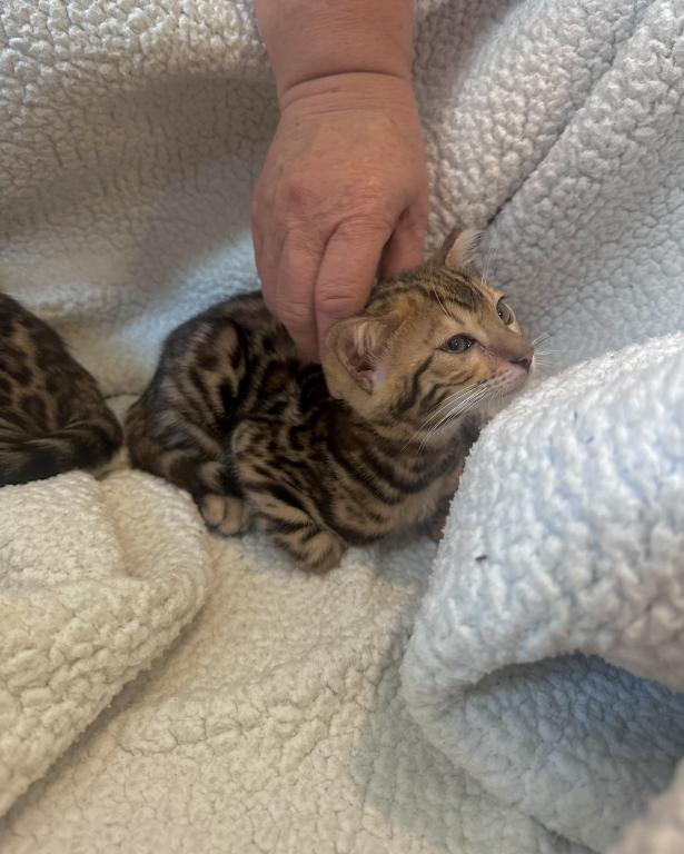 Bengal Kitten photo 4