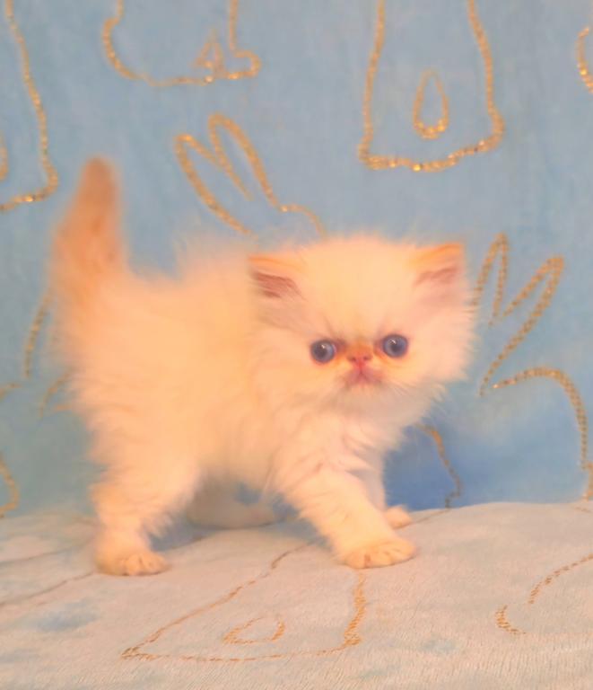 Persian Himalayan photo 3