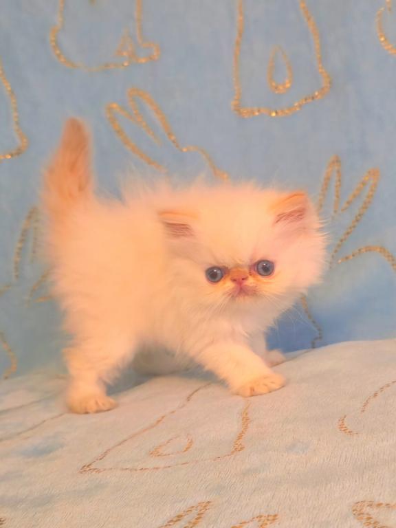 Persian Himalayan photo 2