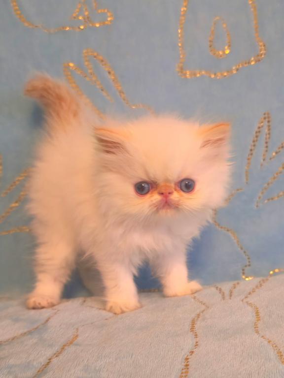 Persian Himalayan