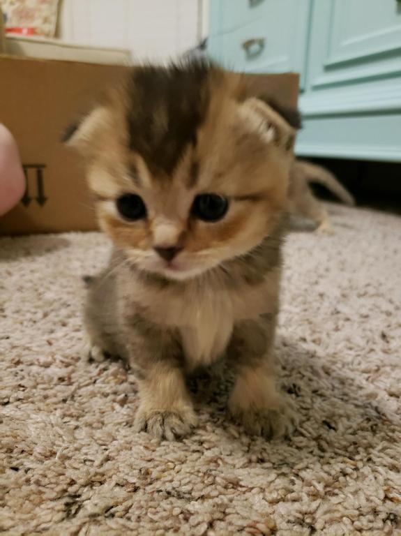 LUXURY SCOTTISH FOLDS photo 7