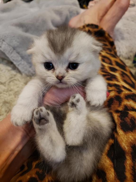 LUXURY SCOTTISH FOLDS photo 45