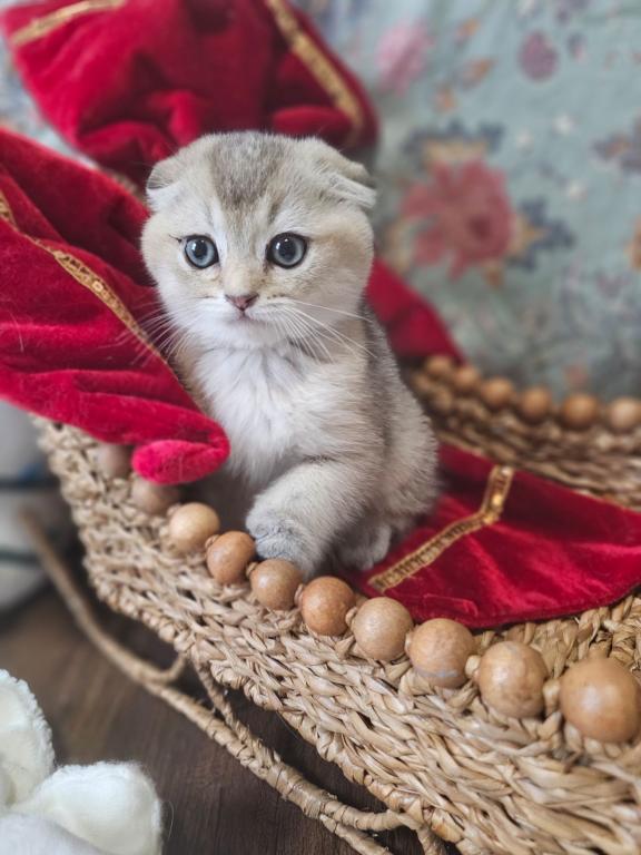 LUXURY SCOTTISH FOLDS photo 88