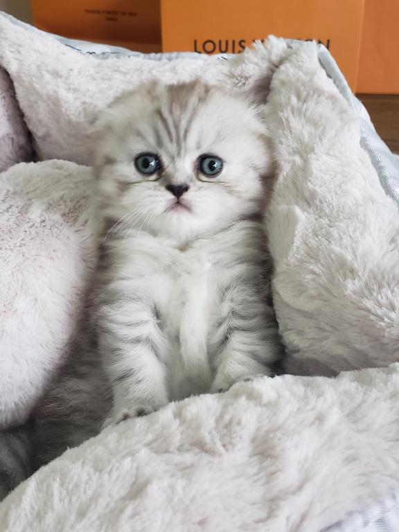 LUXURY SCOTTISH FOLDS photo 33