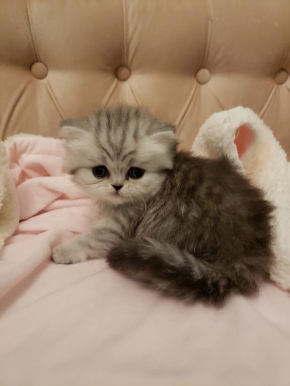 LUXURY SCOTTISH FOLDS photo 59