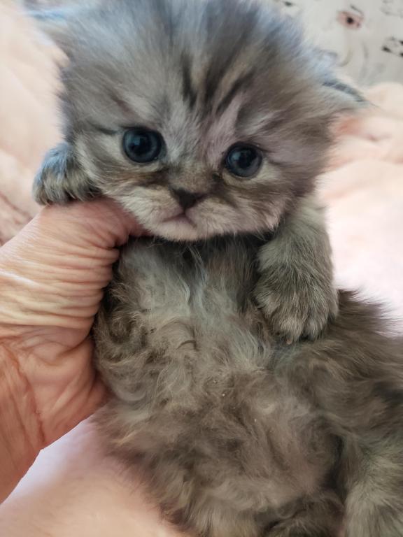 LUXURY SCOTTISH FOLDS photo 48