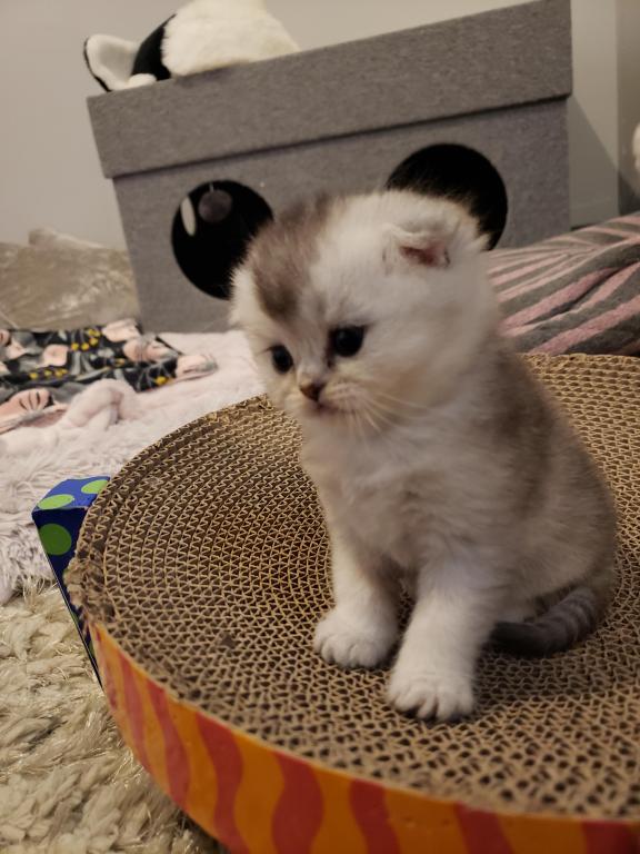 LUXURY SCOTTISH FOLDS photo 44