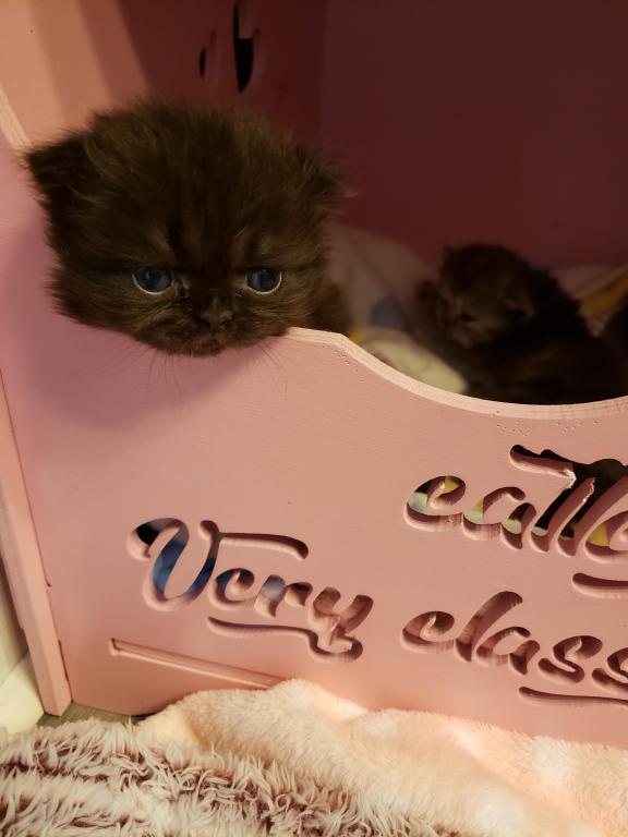 LUXURY SCOTTISH FOLDS photo 37