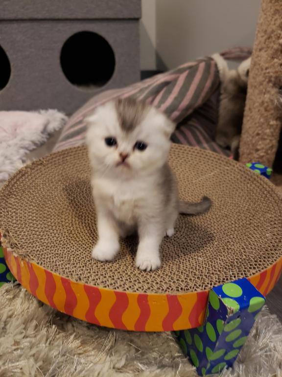 LUXURY SCOTTISH FOLDS photo 46