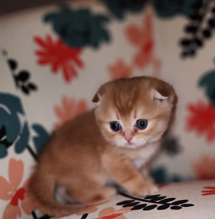 LUXURY SCOTTISH FOLDS photo 103