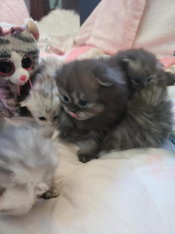 LUXURY SCOTTISH FOLDS photo 52