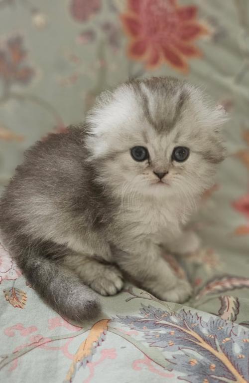 LUXURY SCOTTISH FOLDS photo 83