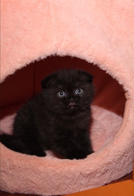 LUXURY SCOTTISH FOLDS photo 41