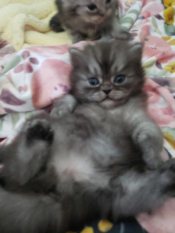 LUXURY SCOTTISH FOLDS photo 62