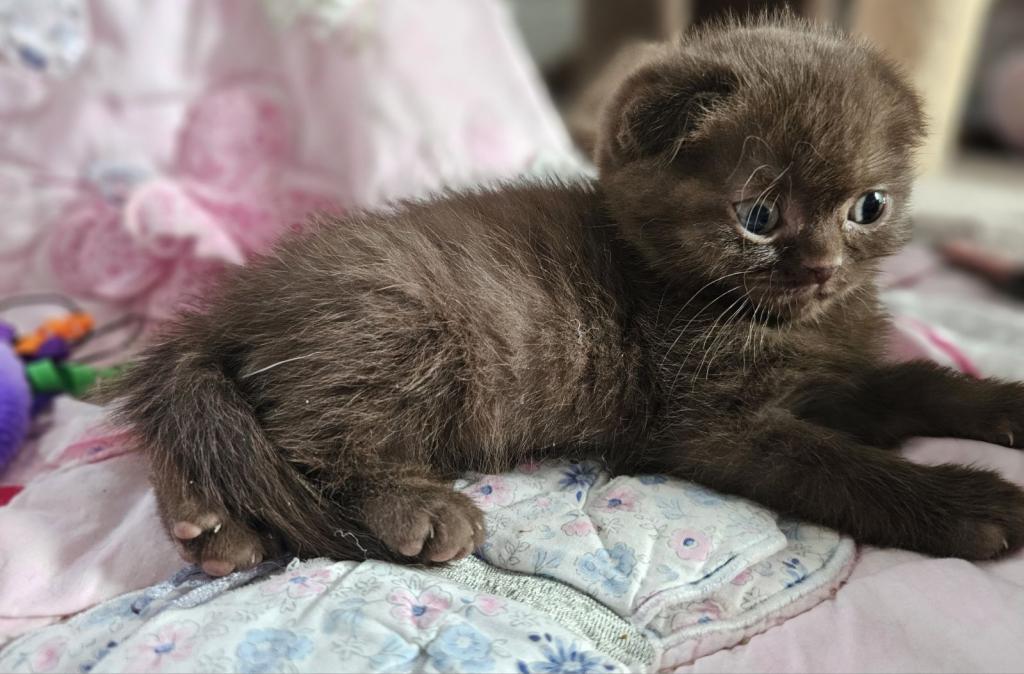 LUXURY SCOTTISH FOLDS photo 97