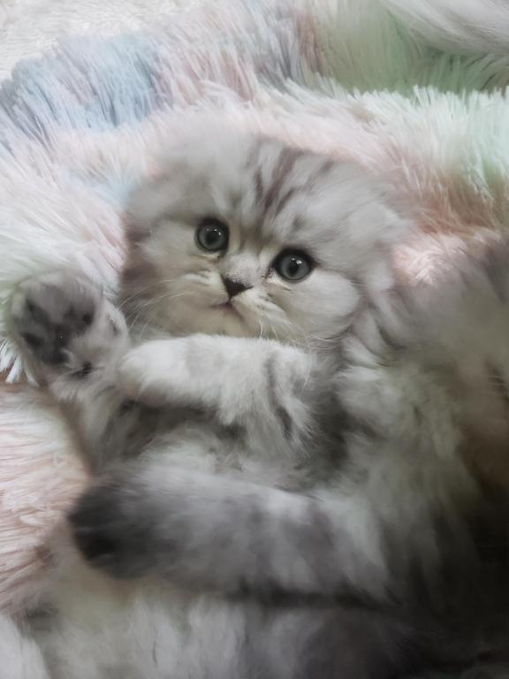 LUXURY SCOTTISH FOLDS photo 60