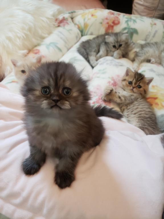LUXURY SCOTTISH FOLDS photo 40