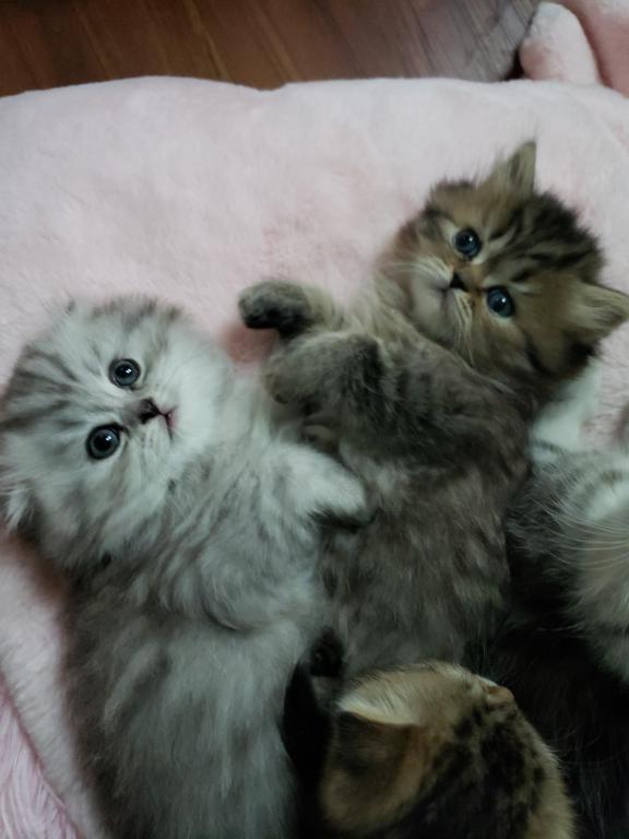 LUXURY SCOTTISH FOLDS photo 65