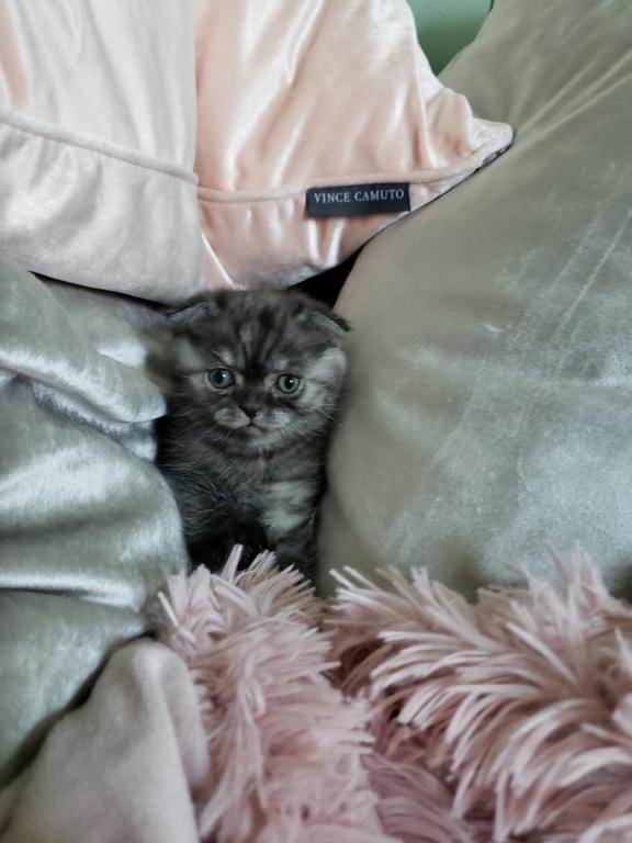 LUXURY SCOTTISH FOLDS photo 74