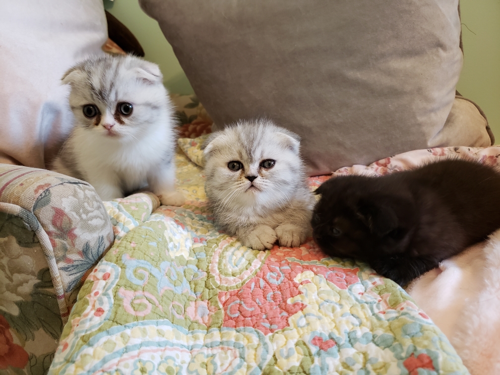 LUXURY SCOTTISH FOLDS photo 68
